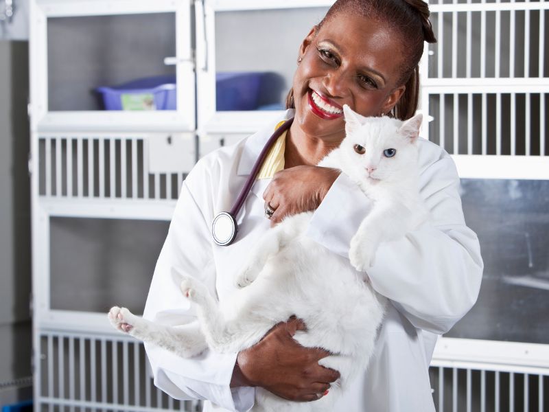 Dia do Médico Veterinário será comemorado na Alepi