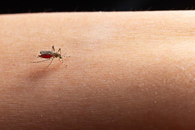  Anvisa recomenda ações contra doenças transmitidas por mosquitos 