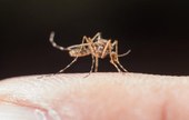 Dengue: Brasil tem 3,2 mil casos a cada 100 mil habitantes