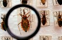 Doença de Chagas: Brasil contabiliza cerca de 4.500 mortes por ano