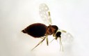 Especialistas detalham características do 'Culicoides paraensis', o mosquito-pólvora