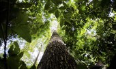 Estudo mapeia pesquisas científicas na Amazônia