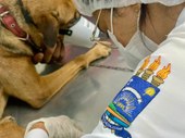 Hospital Veterinário da UFPI alerta para contaminação por viroses em filhotes de cachorros no período chuvoso