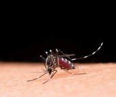 OMS alerta: Brasil é país com mais casos de dengue no mundo