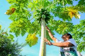 Projeto que vai investir R$ 250 milhões na agricultura familiar começa a ser executado em 2025