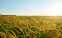 TRF-4 derruba liminar e leilão de arroz está mantido