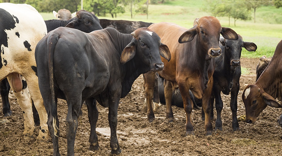 Abate de animais cresce no terceiro trimestre