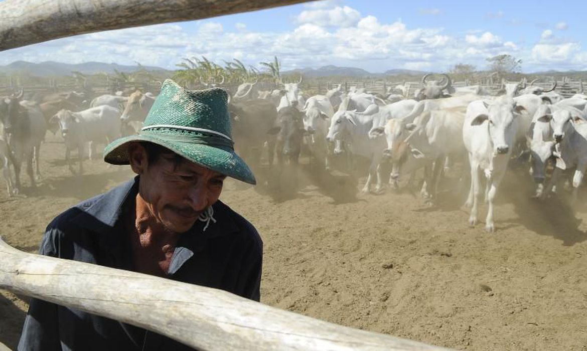 Abate de bovinos recua 8,2% e de aves 1,2% no 4º trimestre de 2021