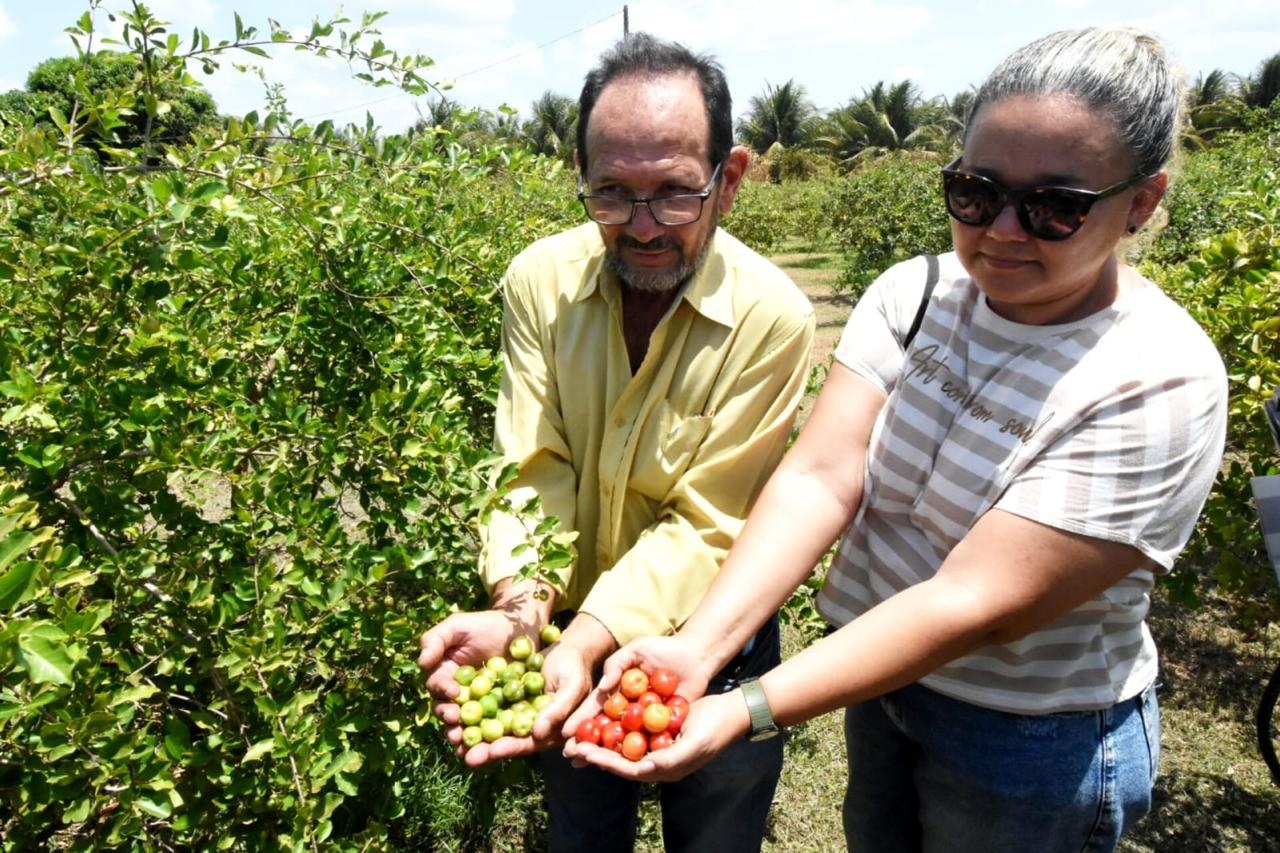 Acerola dos Tabuleiros Litorâneos de Parnaíba é exportada para os EUA e Europa