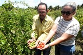 Acerola dos Tabuleiros Litorâneos de Parnaíba é exportada para os EUA e Europa