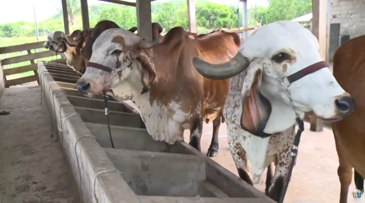 Adapi alerta para necessidade de vacinação animal contra a brucelose