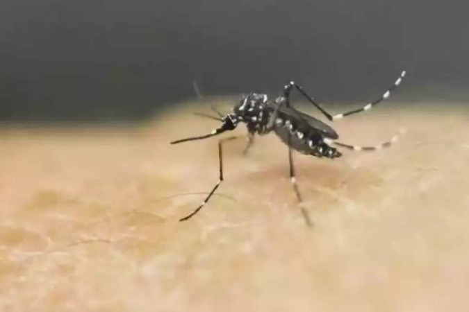 Aedes aegypti se adapta e passa a se reproduzir em água suja também