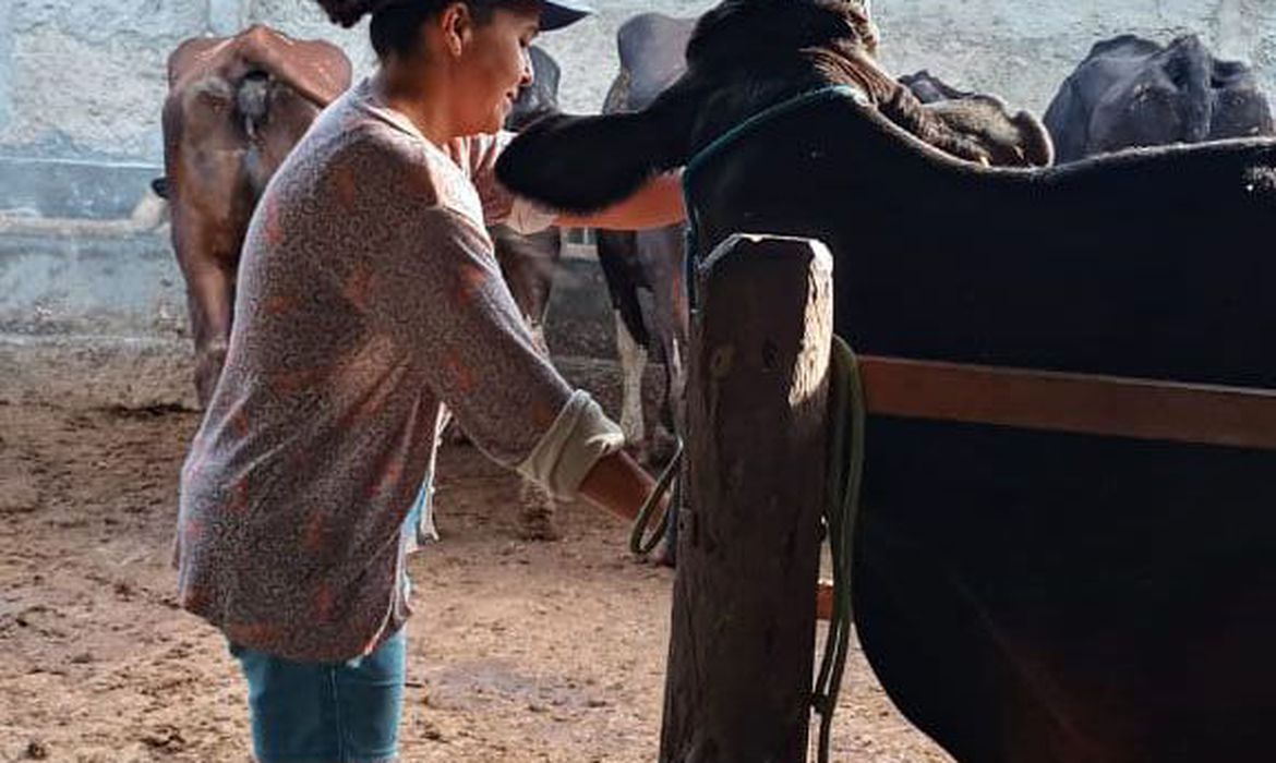 Agricultura familiar fortalece produção leiteira no Nordeste