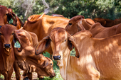 Agricultura vai reforçar proteção após suspender vacinação contra aftosa