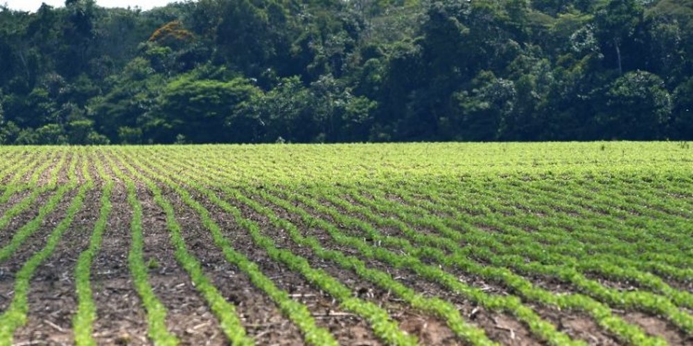 Agro do Piauí empregou três vezes mais que a média 