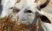 Alerta - Confirmado caso de vaca louca no interior do Pará