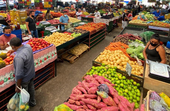 Alta temperatura aumenta comercialização de frutas na Nova Ceasa