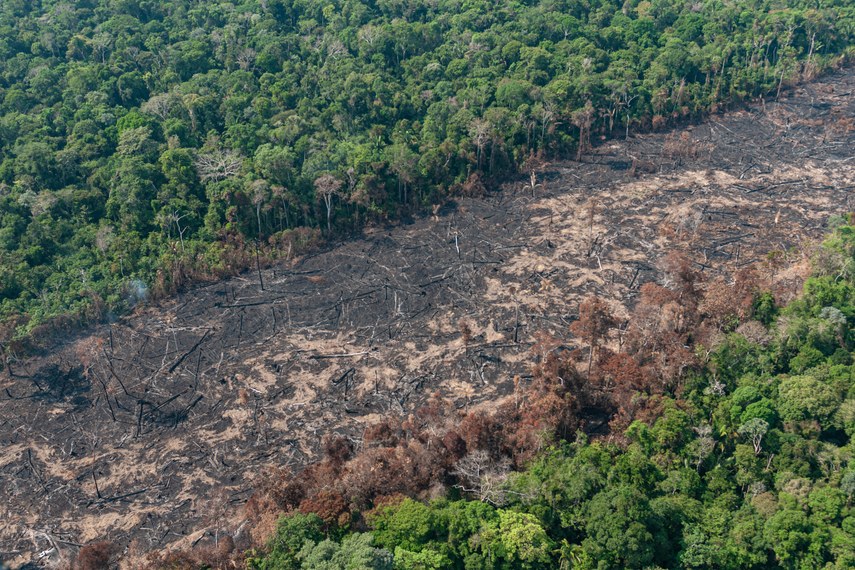 Amazônia e Cerrado batem recorde de alertas de desmatamento