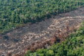 Amazônia e Cerrado batem recorde de alertas de desmatamento