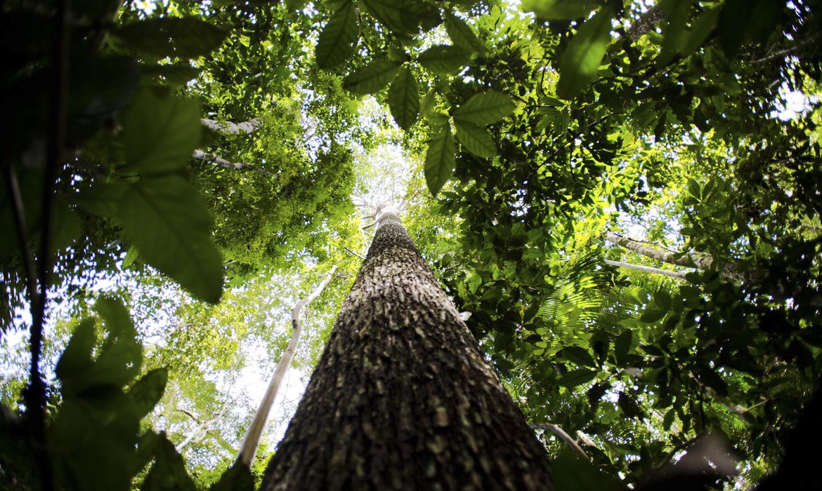 Amazônia Legal: desmatamento cai 61% em janeiro