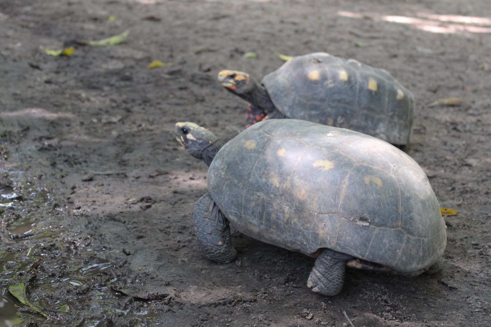 Animais do Bioparque Zoobotânico de Teresina ganham novos recintos