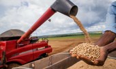 Aumento da temperatura vai afetar produção de feijão no Brasil