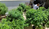 Brasil atingiu a marca de 672 mil pacientes que se tratam com cannabis