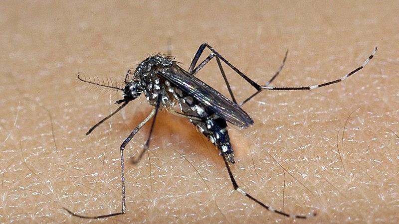 Brasil bate recorde de mortes por dengue em 2023