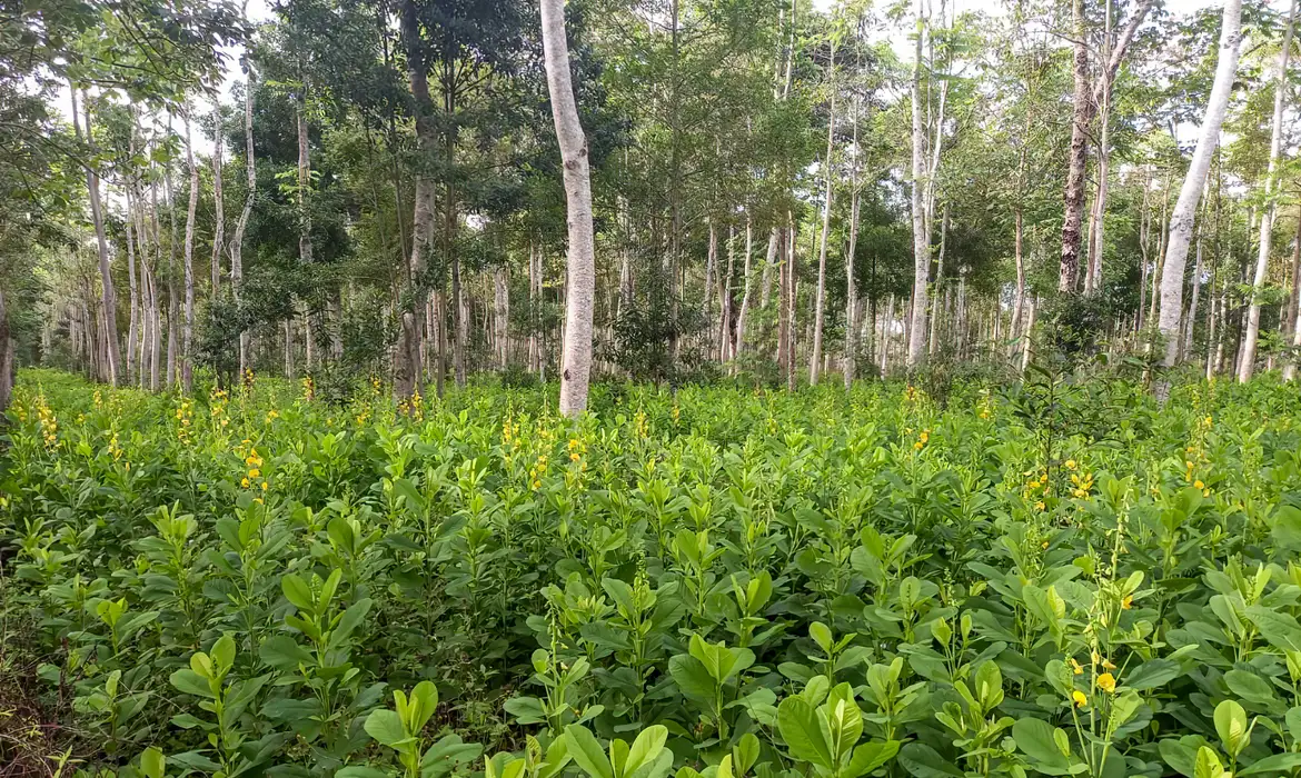 Brasil deve recuperar 25 milhões de hectares de vegetação nativa