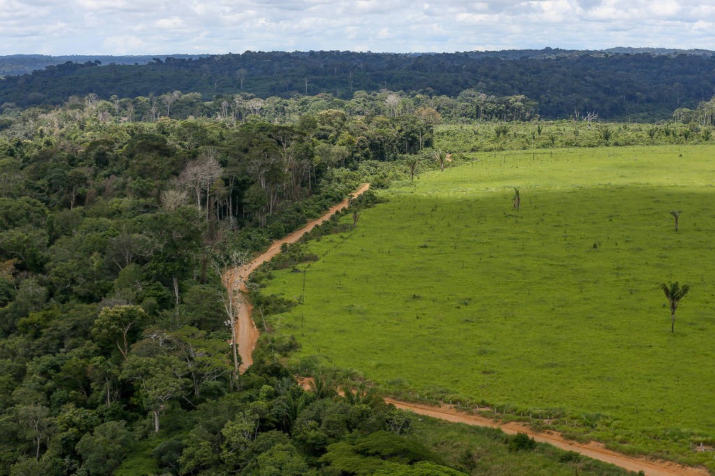 Brasil lidera derrubada de florestas tropicais no mundo