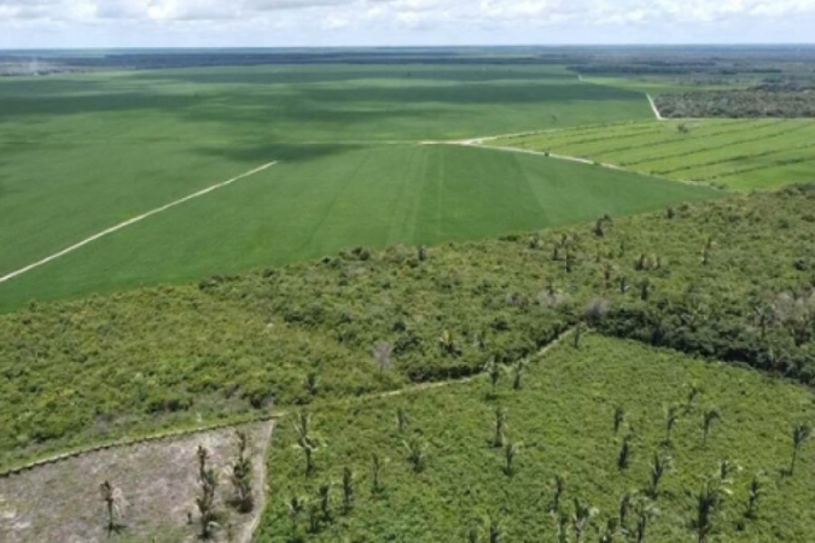 Brasil pode plantar mais soja sem desmatar Amazônia, diz estudo