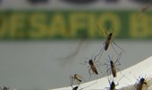 Brasil ultrapassa 500 mortes por dengue em 2022