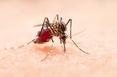 Brasil ultrapassa meio milhão de casos prováveis de dengue