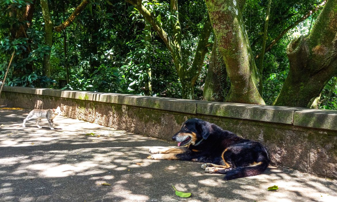 Cães e gatos são considerados espécies invasoras no Brasil