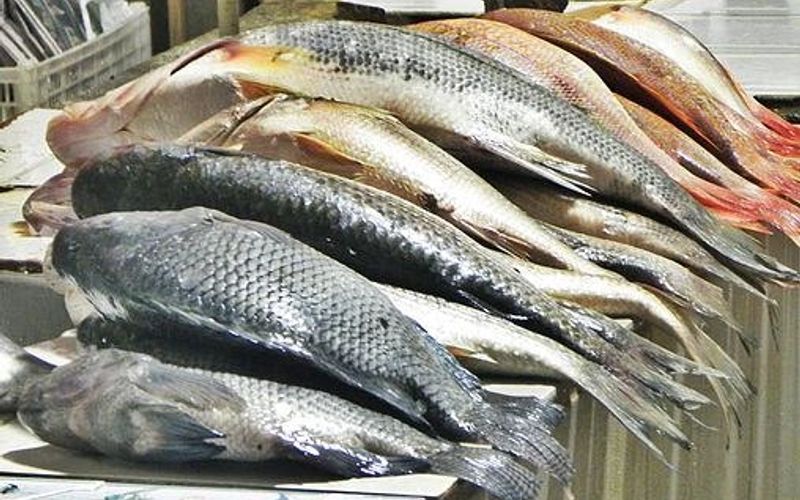 Causa da doença da urina preta pode ser toxina em peixes