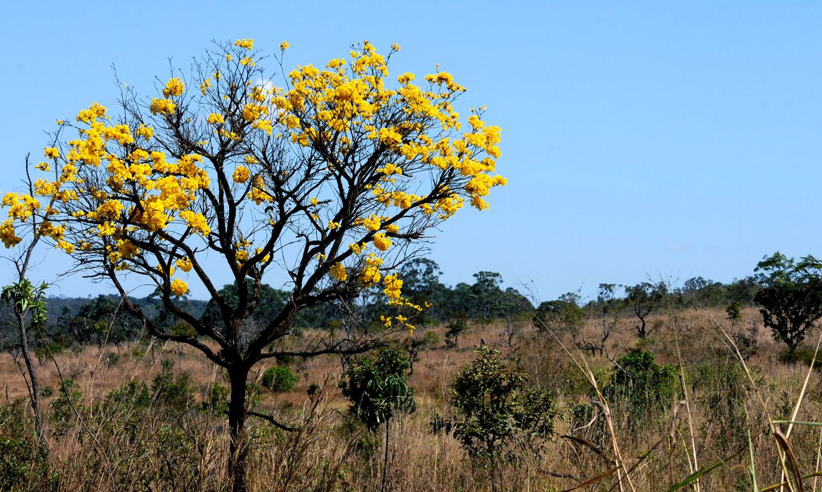 Cerrado registra aumento no desmatamento de 25% neste ano