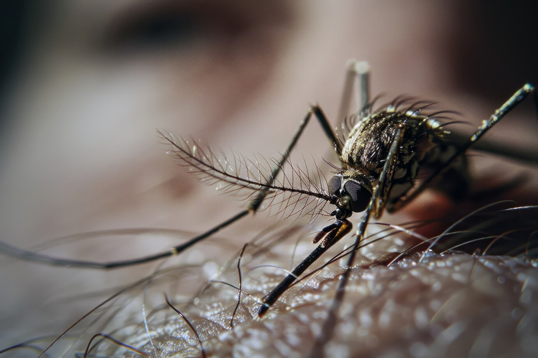 Chikungunya: Brasil registra 254 mil casos prováveis e 162 mortes em 2024