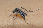 Com "fábrica de Aedes", Brasil vai ampliar combate a doenças