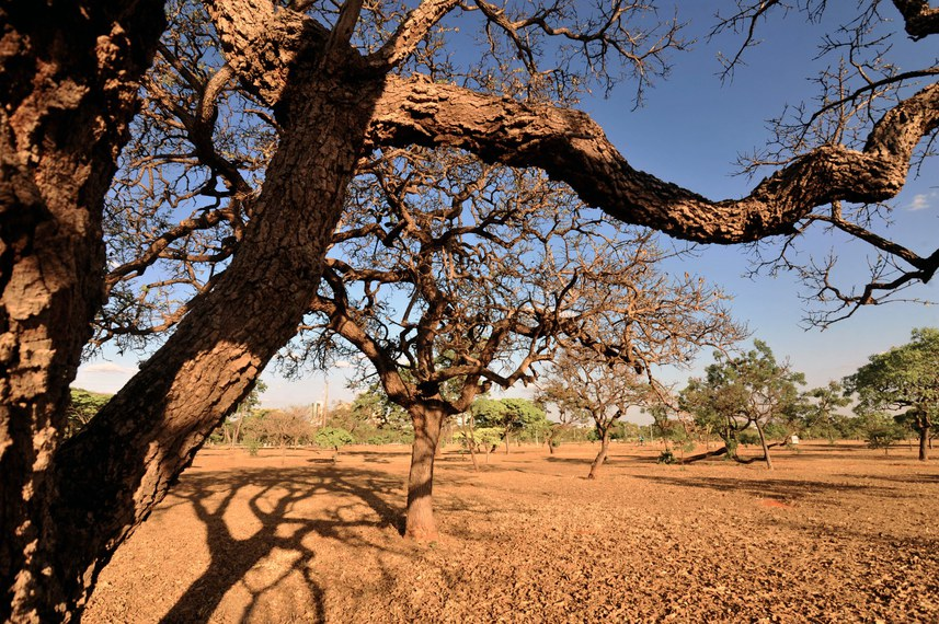 Combate à desertificação da Caatinga exige conhecimento, avaliam debatedores