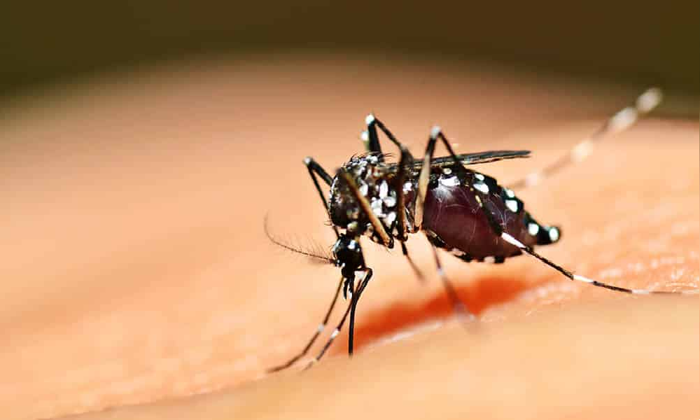 Confirmada terceira morte por dengue em Teresina