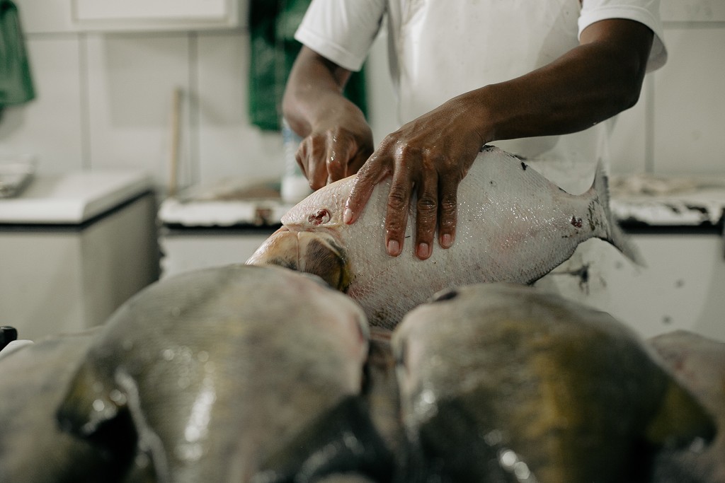 Contaminação de peixes de água doce vira preocupação no mundo