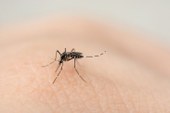 Dengue: 171 municípios do Piauí estão em situação satisfatória para infestação