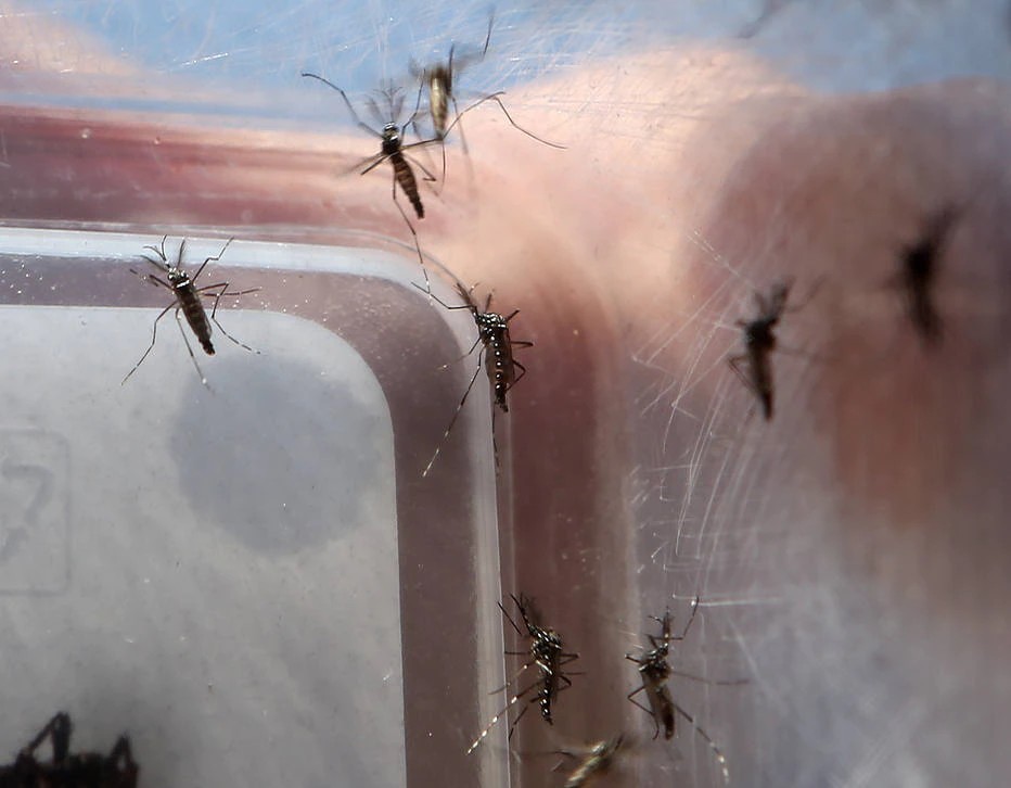 Dengue: Brasil já tem mais do que o dobro de vítimas de 2021