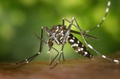 Dengue: chegada do verão e chuvas intensas associadas aumentam proliferação do mosquito transmissor