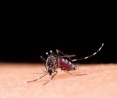 Dengue: conheça principais sintomas e como se proteger do vírus