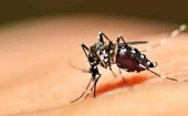 Dengue está sob controle no Piauí, afirma Sesapi