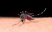 Dengue: mitos e verdades sobre o Aedes aegypti