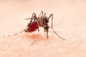 Dengue: saiba mais sobre o sorotipo 3, em circulação do Brasil