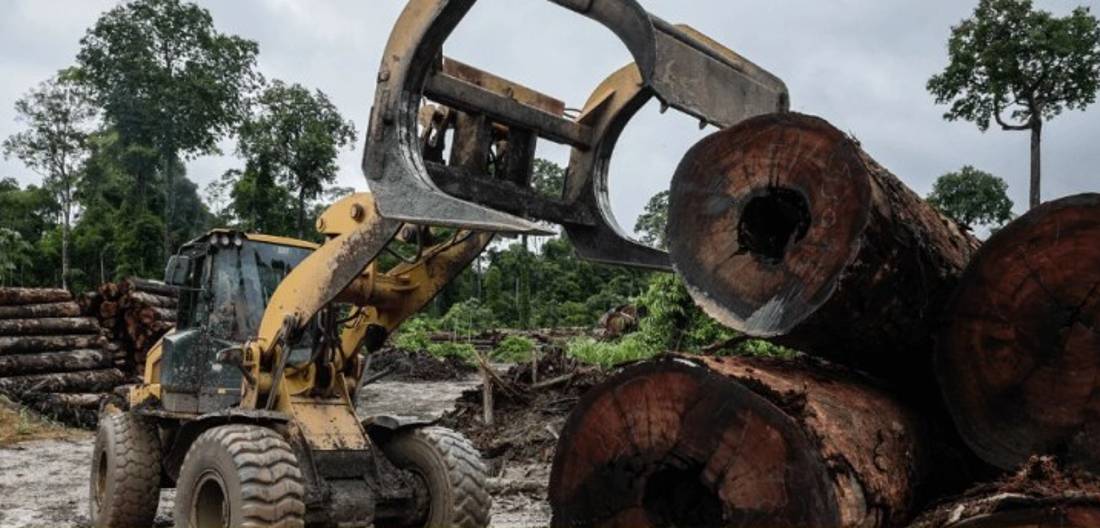 Desmatamento cresce e vai na contramão da Amazônia