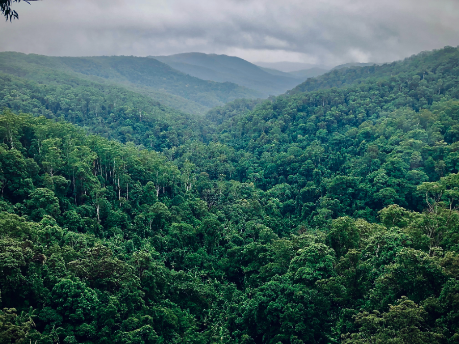 Desmatamento na Amazônia cai 31% de janeiro a maio